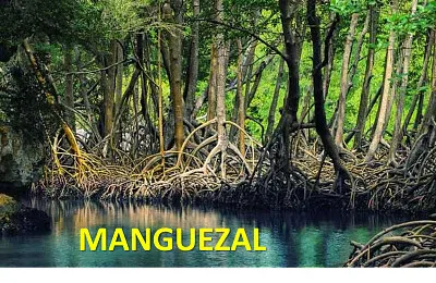Manguezal