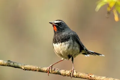 Calliopee codabianca