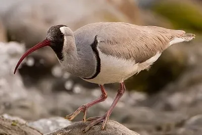 Becco d 'ibis jigsaw puzzle