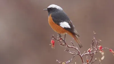 Codirosso di guldenstadt