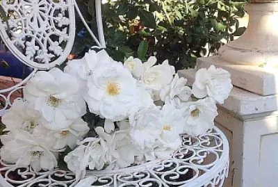flores