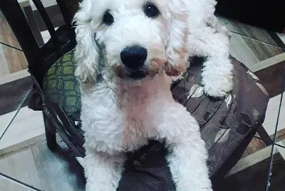 פאזל של Mascota