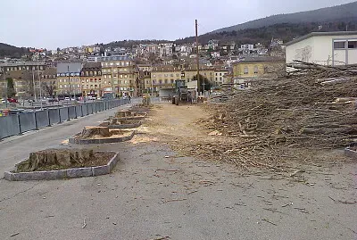 Neuchâtel abattage peupliers