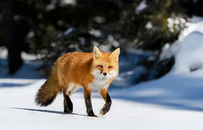 fox