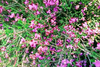 פאזל של FLOWERS