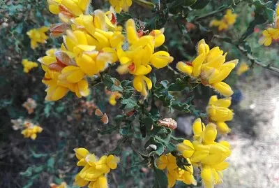 FLOWERS jigsaw puzzle