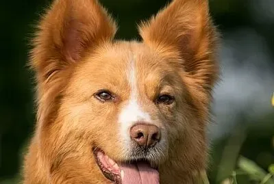 פאזל של imagem