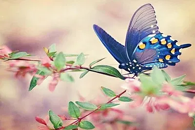 mariposa 1 jigsaw puzzle