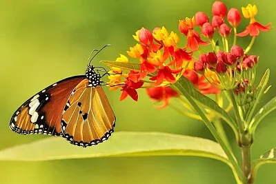 mariposa 3 jigsaw puzzle