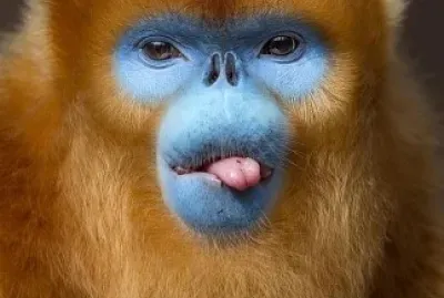 CENÁRIO K573 jigsaw puzzle