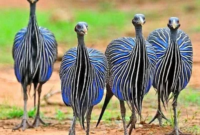 CENÁRIO K574 jigsaw puzzle