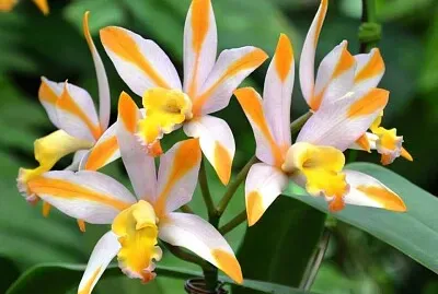 פאזל של imagem