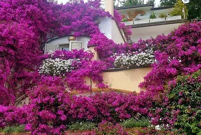 פאזל של imagem