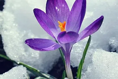 פאזל של imagem