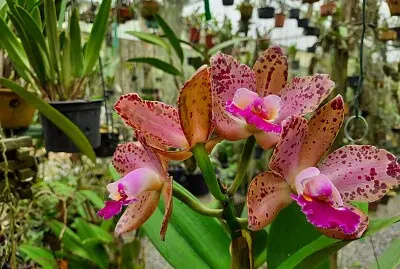 Orquidea