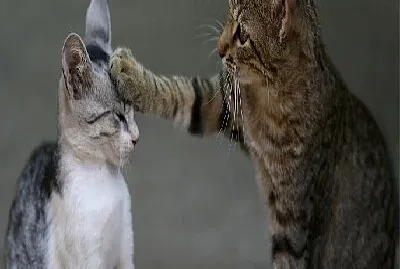 LOS ANIMALITOS SON LOS MEJORES AMIGOS