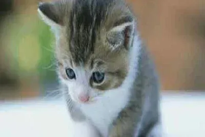 ¿Pero porque me regañas?