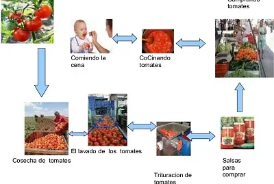 circuito productivo del tomate