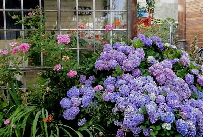 פאזל של imagem