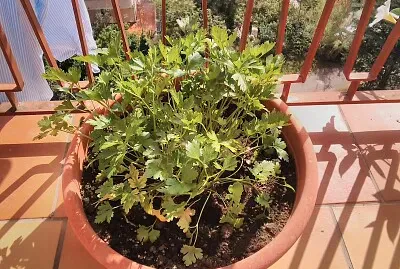 le piantine sul balcone