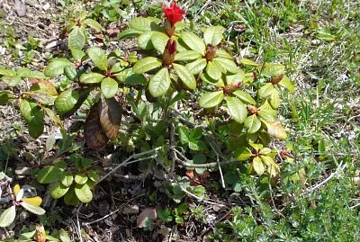 Rhododendron Chaumont