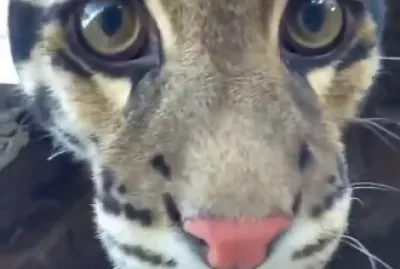 פאזל של CENÁRIO K583