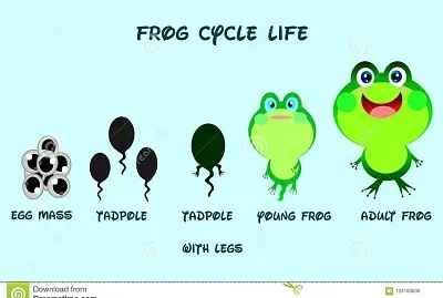 life cycle of a frog