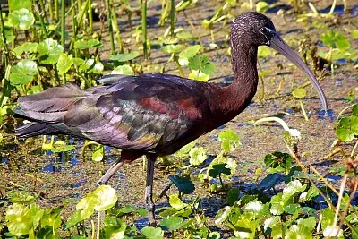 Ibis lucido