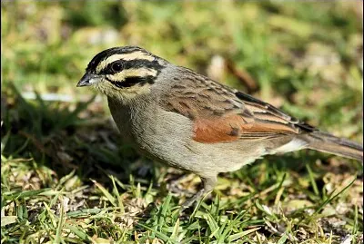 Zigolo del capo