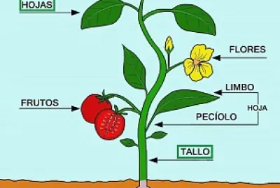 PARTES DE LA PLANTA