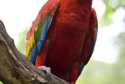 Arara vermelha