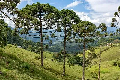Araucária -Pinheiro do Paraná jigsaw puzzle