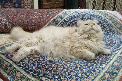 Persiano beige