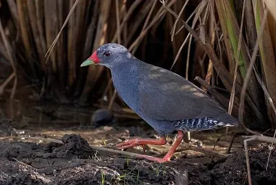 Schiribilla becco rosso