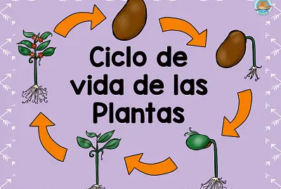 CICLO DE LAS PLANTAS