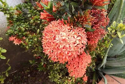 FLOWERS jigsaw puzzle