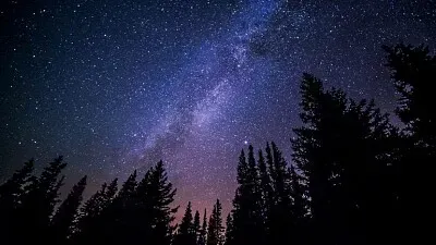 Night Sky Forest