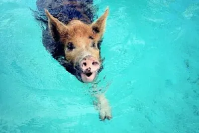Aquatic pork