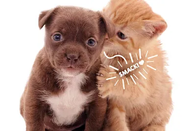 פאזל של jovljyvgfhjfgoyuogu