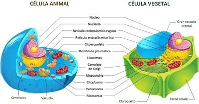 CÉLULA ANIMAL E  CELULA VEGETAL jigsaw puzzle