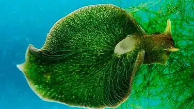 Babosa esmeralda jigsaw puzzle