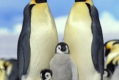 Pingüinos