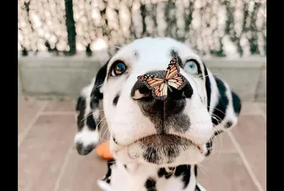 פאזל של mariposa