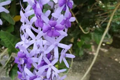 Flor