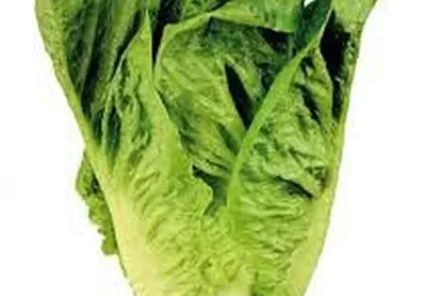 פאזל של Lechuga