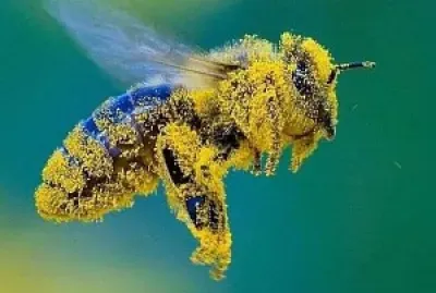 פאזל של L 'APE MAIA.