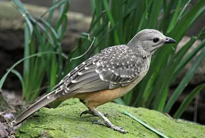 Uccello giardiniere petto fulvo