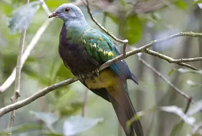 Colomba frugivora magnifica