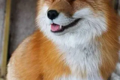 ANIMAL DA HIST. O CASO DO BOLINHO