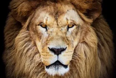 פאזל של miguel